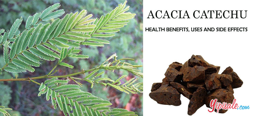 Acacia Catechu (Cutch Tree): A Comprehensive Guide to its Medicinal Benefits, Uses, and Side Effects