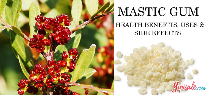 What is the Mastic Gum? What are its benefits? – Wignapharma