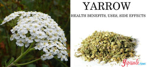 Yarrow: Benefits, Uses, and Side Effects of Achillea millefolium - Herbal Guide