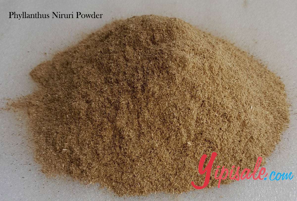 Bulk Buy 20 Kg Phyllanthus Niruri Powder, Bhoomi Amla, Chanca Piedra, 705 oz.