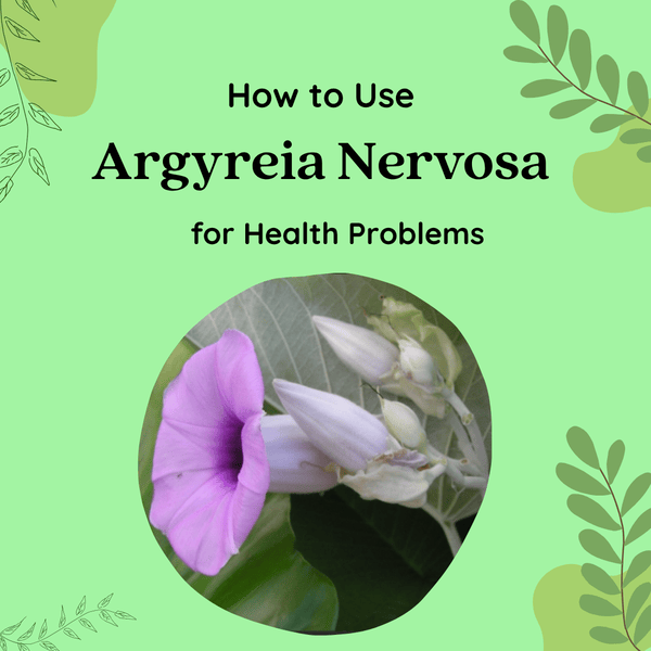 11 Effective Uses of Argyreia Nervosa (Vidhara Mool): For Strength, Fertility & Immunity