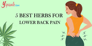 5 Best Ayurvedic Herbs for Lower Back Pain / Lumbago