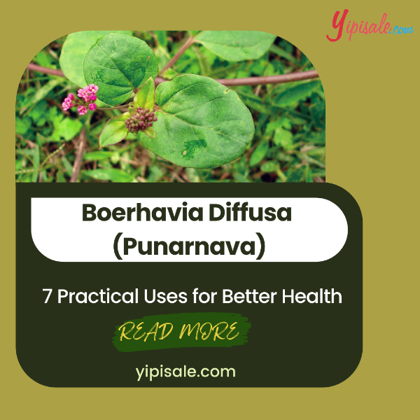 7 Practical Uses of Punarnava (Boerhavia Diffusa) for Health & Wellness