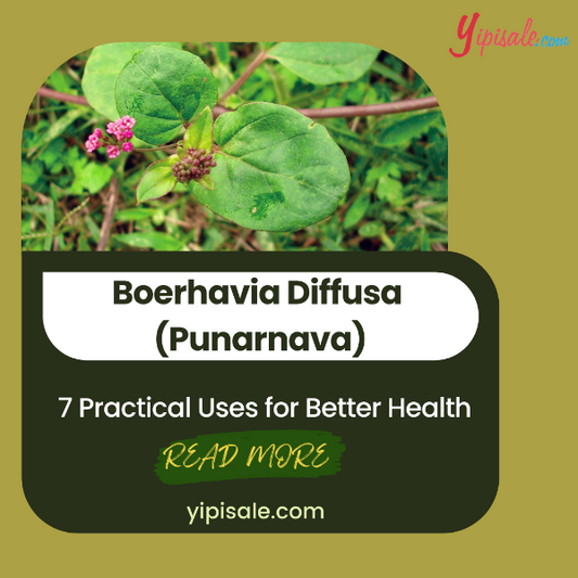 7 Practical Uses of Punarnava (Boerhavia Diffusa) for Health & Wellness