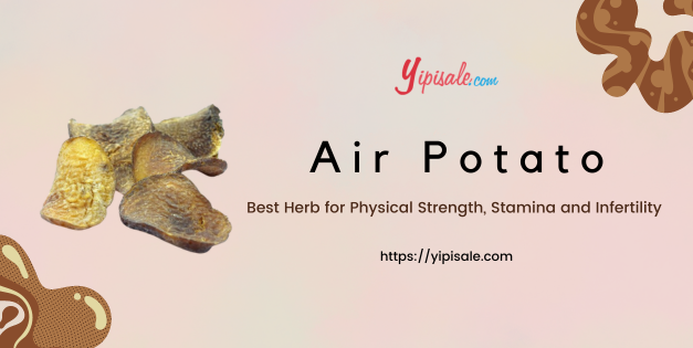 Air Potato Best Herb for Physical Strength, Stamina and Infertility (Dioscorea Bulbifera)