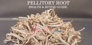 Akarkara (PELLITORY ROOT) Unveiled: Your Essential Guide to Purchasing and Utilizing - Anacyclus Pyrethrum