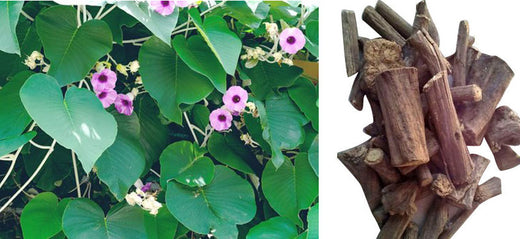 What is Argyreia Nervosa? What are the Benefits of Vidhara mool? How to use Argyreia Nervosa and What are the Side Effects? Argyreia Nervosa Green Tea Recipe.