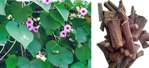 Argyreia Nervosa: Benefits, Therapeutic Uses, Dosage