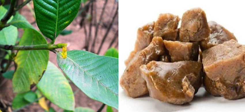 What is Asafoetida? What are the Health Benefits, Uses and Side Effects of Ferula Foetida? 