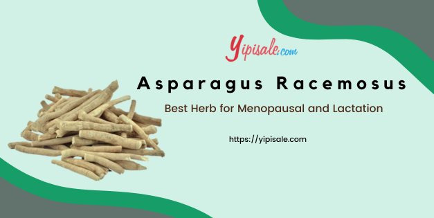 Asparagus Racemosus: Best Herb for Menopausal and Lactation (Shatavari)