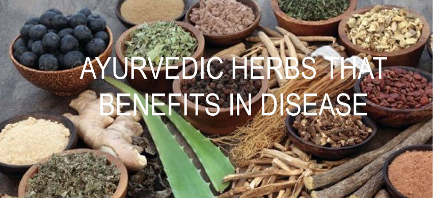 Ayurvedic Herbs that Benefit in Disease, Common Ailments, and Good Health – 2022