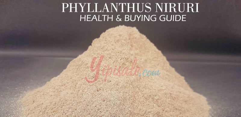 Ayurvedic Power of PHYLLANTHUS NIRURI (Bhumi Amalaki): Your Health & Buying Guide