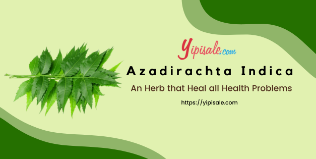 Azadirachta Indica: An Herb that Heal all Health Problems (Margosa)