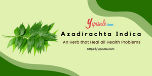 Azadirachta Indica: An Herb that Heal all Health Problems (Margosa)