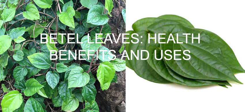 What is Betel Leaves? What are the Health Benefits, Uses and Side Effects of Betel Leaf? 2022 