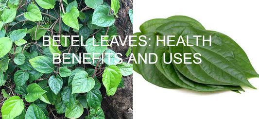 What is Betel Leaves? What are the Health Benefits, Uses and Side Effects of Betel Leaf? 2022 