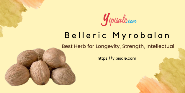 Belleric Myrobalan: Best Herb for Longevity, Strength, Intellectual (Terminalia Bellirica)