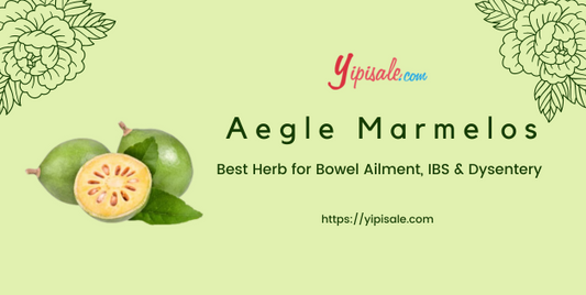 Bengal Quince Best Herb for Bowel Ailment, IBS & Dysentery (Aegle Marmelos)