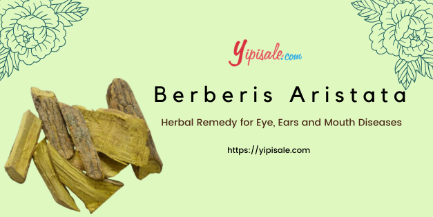 Berberis Aristata: Herbal Remedy for Eye, Ears and Mouth Diseases (Indian Berberry)