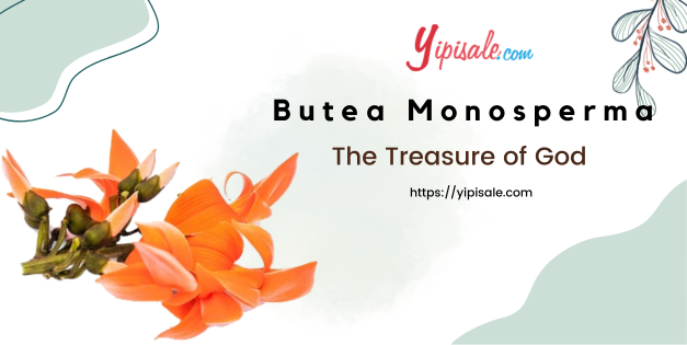 Butea Monosperma: The Treasure of God (Palash, Flame of the forest)