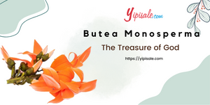 Butea Monosperma: The Treasure of God (Palash, Flame of the forest)