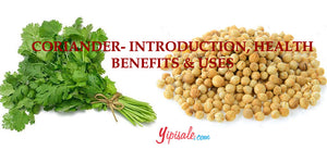 Coriander – Introduction, Health Benefits, Uses, and Side Effects of Dhaniya / Coriandrum Sativum