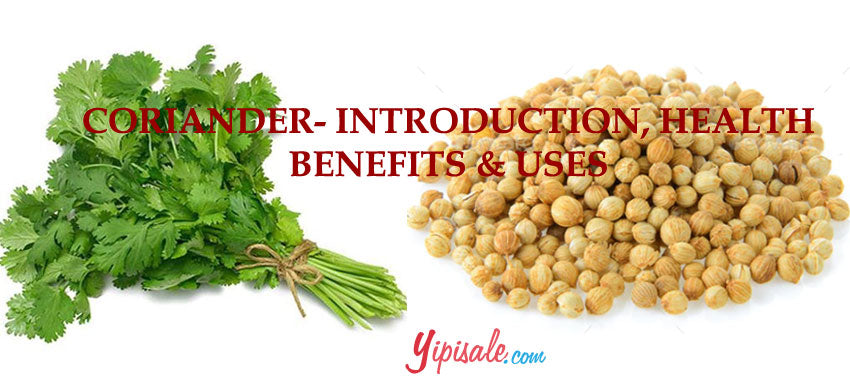 Coriander – Introduction, Health Benefits, Uses, and Side Effects of Dhaniya / Coriandrum Sativum – 2022