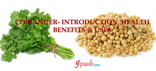 Coriander – Introduction, Health Benefits, Uses, and Side Effects of Dhaniya / Coriandrum Sativum – 2022