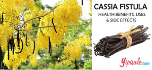 Cassia Fistula – Health Benefits and Therapeutic Uses (Purging Cassia)