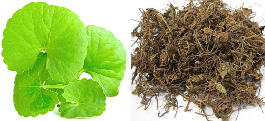 What is Centella Asiatica? What are the Health Benefits, Uses, and Side Effects of Indian Pennywort? Spicy Flat Bread Recipe