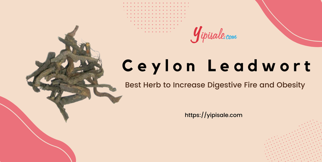 Ceylon Leadwort: Best Herb to Increase Digestive Fire and Obesity (Plumbago Zeylanica)