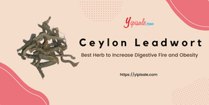Ceylon Leadwort: Best Herb to Increase Digestive Fire and Obesity (Plumbago Zeylanica)