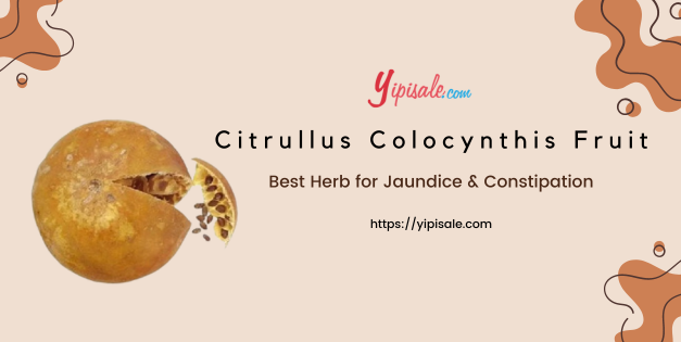 Citrullus Colocynthis Fruit:  Uses and Health Benefits