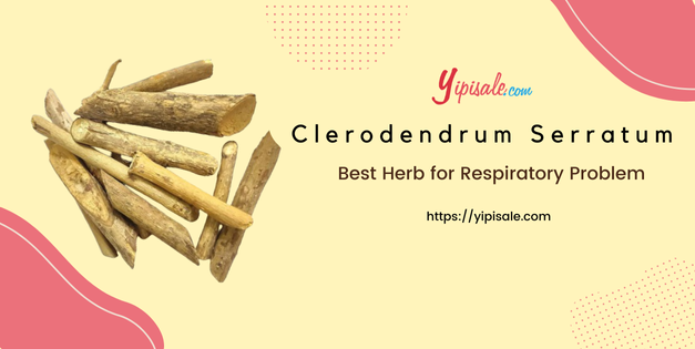 Clerodendrum Serratum: Best Herb for Respiratory Problem (Blue Glory)