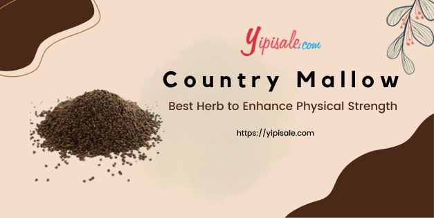 Country Mallow Best Herb to Enhance Physical Strength (Sida Cordifolia Linn.)