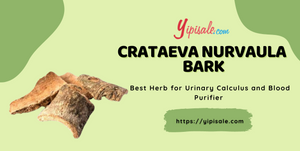 Crataeva Nurvaula: Best Herb for Urinary Calculus and Blood Purifier (Three-leaved Creeper)