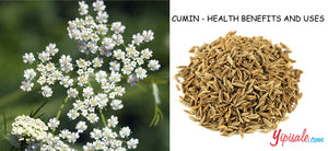 Cumin – Introduction, Health Benefits, Uses, and Side Effects of Cuminum Cyminum