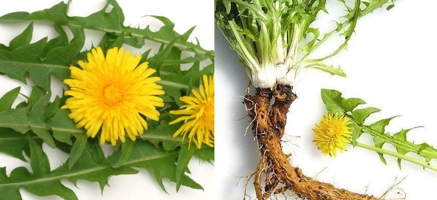 What is Dandelion? What are the Health Benefits, Uses and Side Effects of Dandelion?