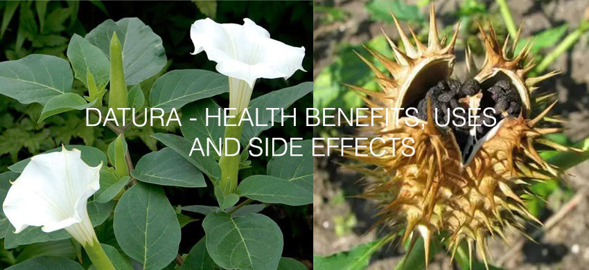 Datura – Introduction, Health Benefits, Uses, and Side Effects of Datura Stramonium