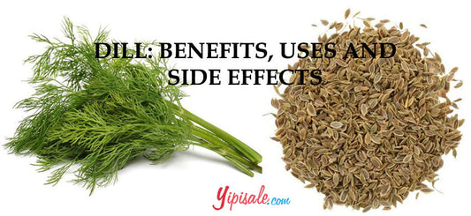 Dill – Introduction, Health Benefits, Uses, and Side Effects of the Anethum Graveolens - 2022