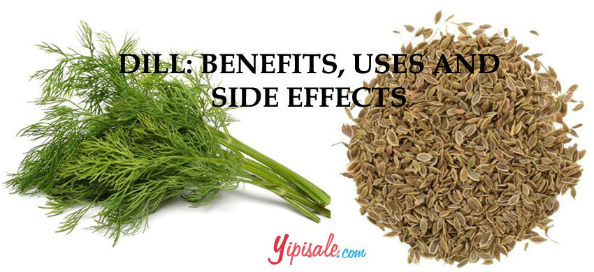 Dill – Introduction, Health Benefits, Uses, and Side Effects of the Anethum Graveolens