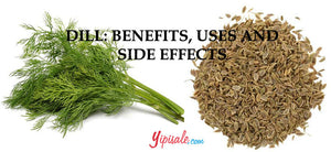 Dill – Introduction, Health Benefits, Uses, and Side Effects of the Anethum Graveolens