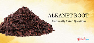 Dyer's Alkanet Root: FAQs & Facts List of Ratanjot, Alkanna Tinctoria Uses & Benefits