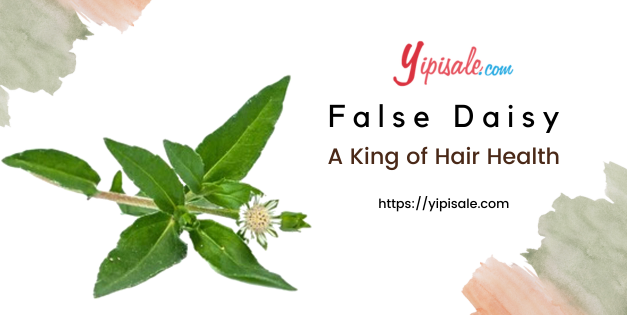 False Daisy: Best Herb for Hair & Liver Problems (Bhringaraj)