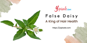 False Daisy: Best Herb for Hair & Liver Problems (Bhringaraj)