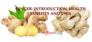 Ginger – Introduction, Health Benefits, Uses, and Side Effects of Zingiber Officinale - An Herbal Guide