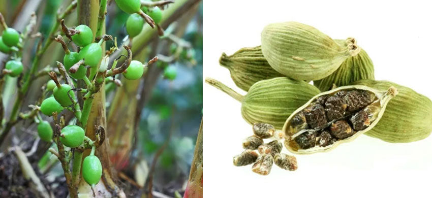 Green Cardamom: Benefits, Therapeutic Uses, Dosage for Health Problems
