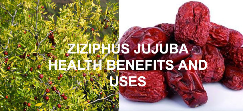 Ziziphus Jujuba - Health Benefits, Therapeutic Uses (Plum, Unnab Ber)