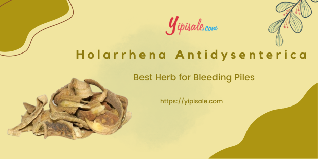 Holarrhena Antidysenterica – Health Benefits, Therapeutic Uses (Kutaja, Kurchi)