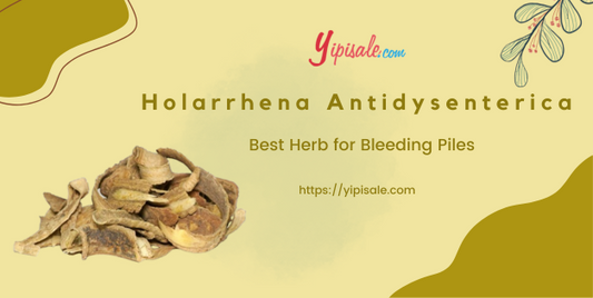 Holarrhena Antidysenterica – Health Benefits, Therapeutic Uses (Kutaja, Kurchi)